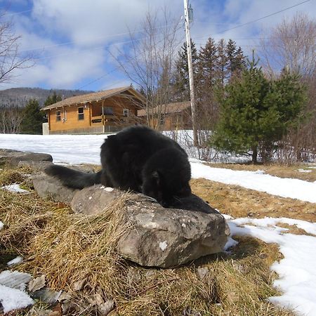 Cajun Cedar Log Cottages Margaree Forks Kültér fotó
